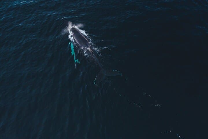 Alta RIB Whale Watching: Winter Humpback & Orca Safari in the Fjords photo 5