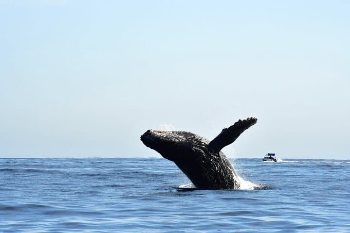 Zodiac Whale Watching Tour in Cabo San Lucas with Marine Biologist photo 4