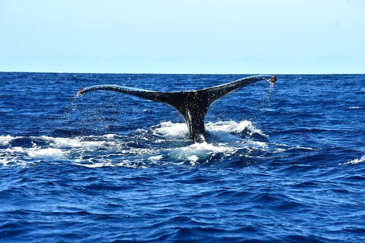 Zodiac Whale Watching Tour in Cabo San Lucas with Marine Biologist photo 6