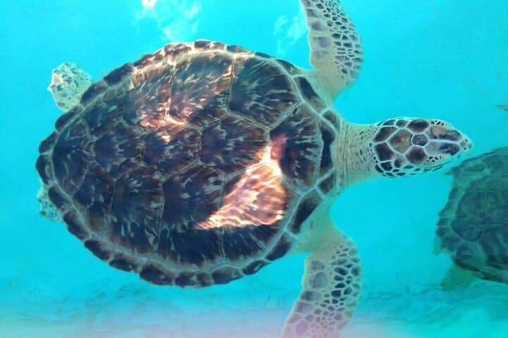 Snorkeling with Sea Turtles at Green Cay (Turtle Island) — Nassau Day Trip photo 3
