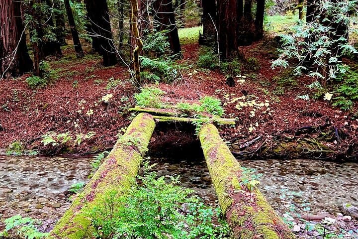 Exploring Big Sur’s Old Coast Road: A Thrilling eBike Adventure Through History and Wilderness photo 4