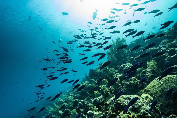 Discover Scuba Diving in Roatan — Private Upachaya Intro Dive with Transfer photo 4