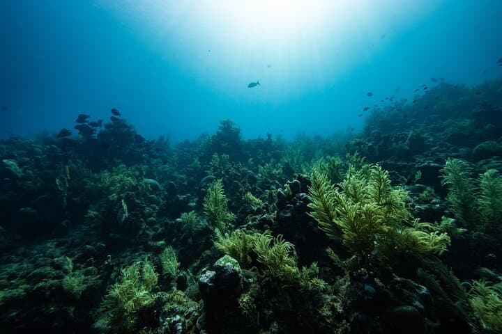 Discover Scuba Diving in Roatan — Private Upachaya Intro Dive with Transfer photo 5