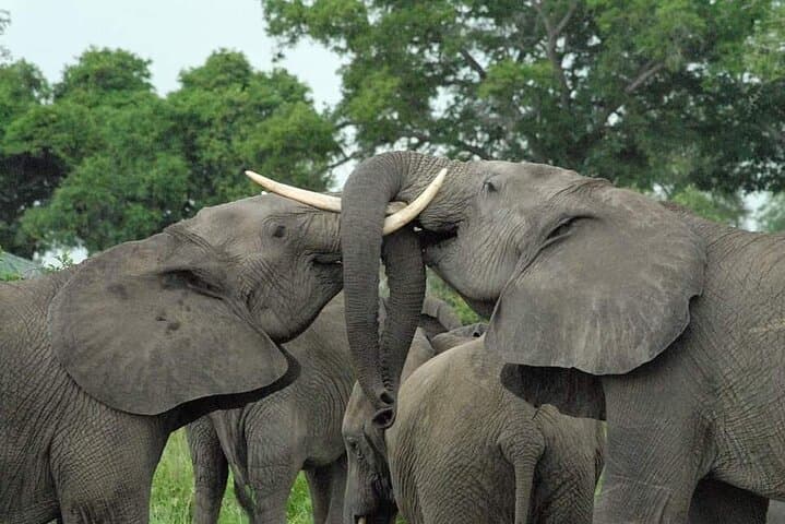 Mikumi National Park Day Safari: Full-Day Game Drive from Zanzibar