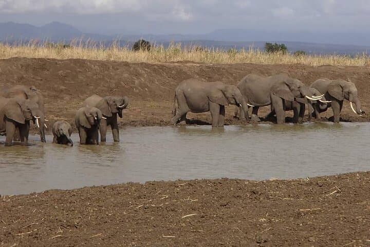 Mikumi National Park Day Safari: Full-Day Game Drive from Zanzibar photo 2