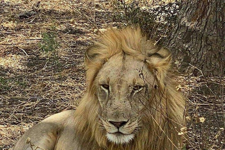 Mikumi National Park Day Safari: Full-Day Game Drive from Zanzibar photo 4