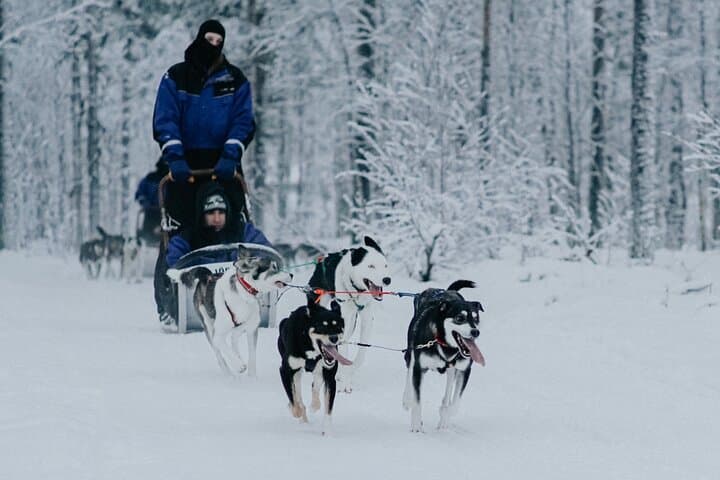 Levi family snowmobiling, husky & reindeer farm day trip photo 4