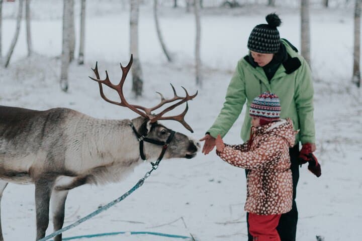 Levi family snowmobiling, husky & reindeer farm day trip