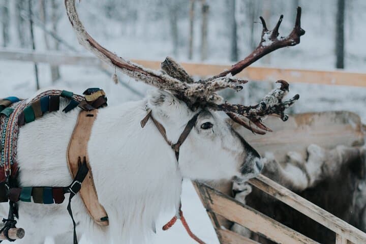Levi family snowmobiling, husky & reindeer farm day trip photo 6