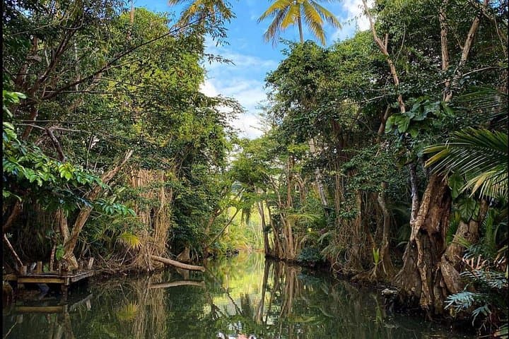 Dominica Indian River Discovery & Mero Black Sand Beach — Canoe Tour from Roseau photo 4