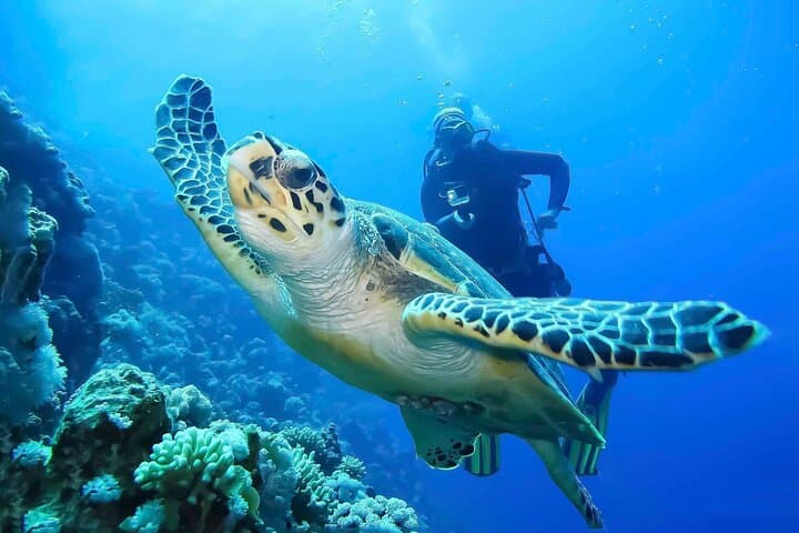 Two-Tank Discover Scuba Diving in Montego Bay: First-Time Open Water Experience photo 2
