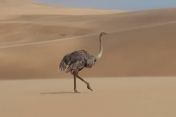 Sandwich Harbour Dune Drive: Private 4x4 Tour from Walvis Bay photo 5