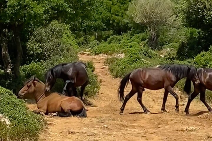 Giara di Gesturi Wild Horses & Sardinian Nature Tour from Cagliari