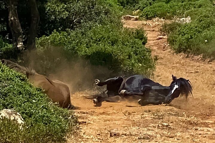 Giara di Gesturi Wild Horses & Sardinian Nature Tour from Cagliari photo 2