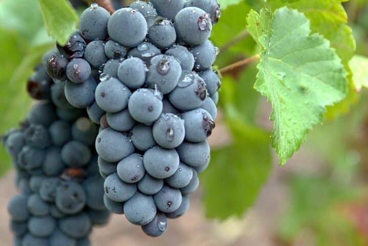 Private Taittinger Champagne Cellars Half-Day Trip from Paris photo 2