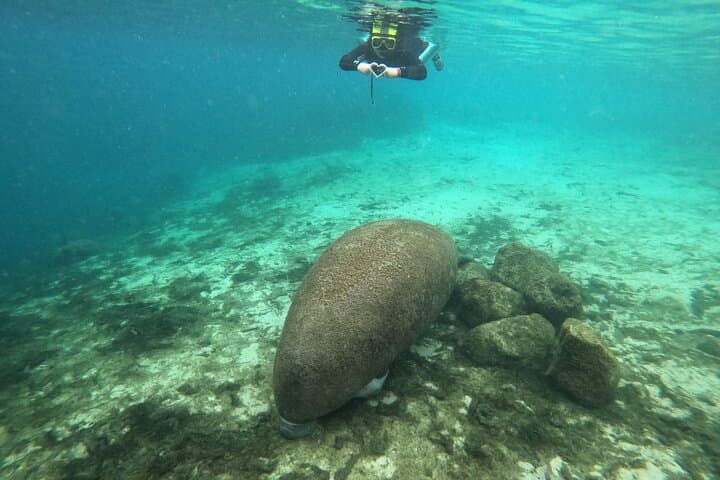 Semi-Private Manatee Snorkel in Crystal River: In-Water Guide Experience photo 5