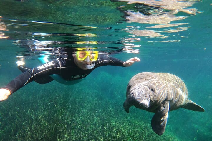 Semi-Private Manatee Snorkel in Crystal River: In-Water Guide Experience