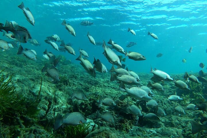 Semi-Private Manatee Snorkel in Crystal River: In-Water Guide Experience photo 6