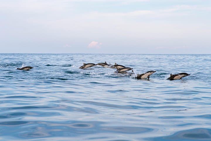 Puerto Escondido Dolphin Watching Cruise — 3‑Hour Marine Wildlife Experience photo 2