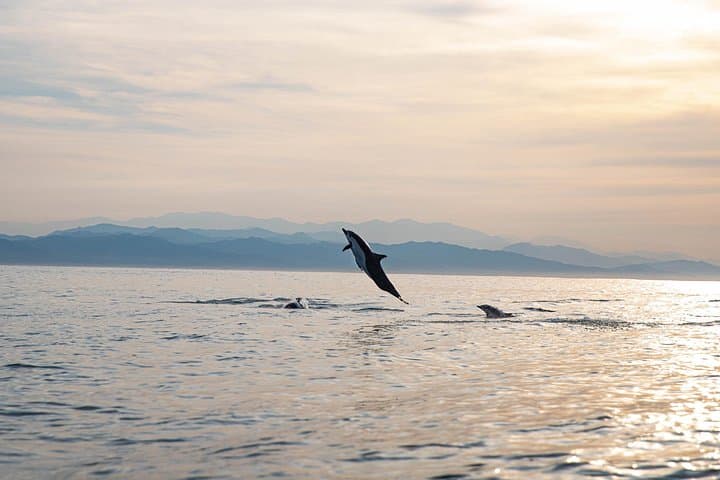 Puerto Escondido Dolphin Watching Cruise — 3‑Hour Marine Wildlife Experience photo 4