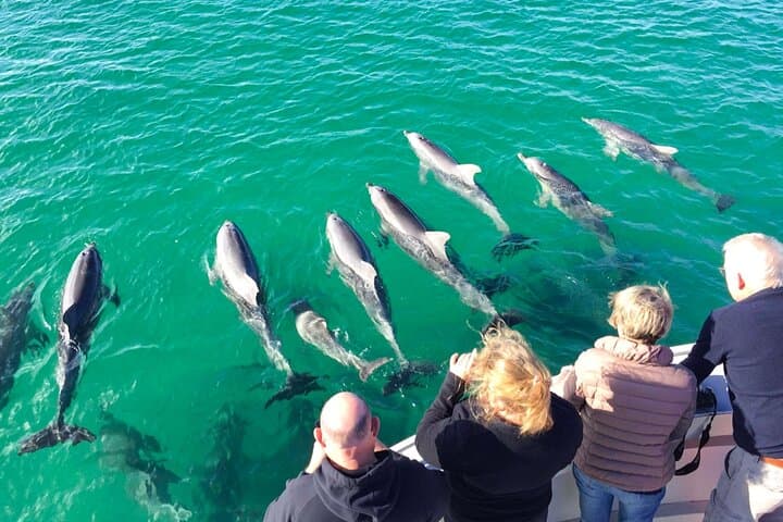 Kangaroo Island 75-Minute Coastal Safari — Ocean Wildlife Cruise from Penneshaw