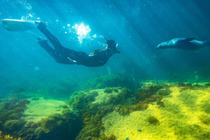 Kangaroo Island Swim with Dolphins & Seals — Coastal Snorkel Safari