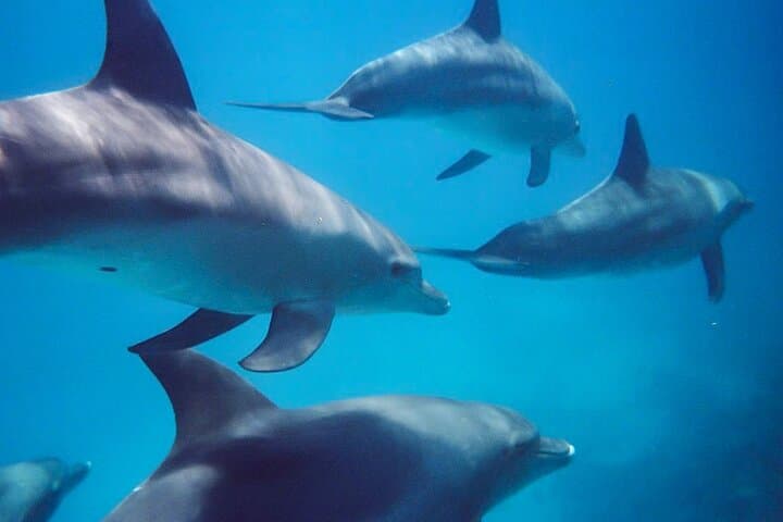 Kangaroo Island Swim with Dolphins & Seals — Coastal Snorkel Safari photo 3