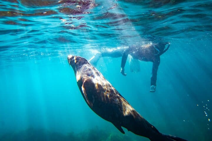 Kangaroo Island Swim with Dolphins & Seals — Coastal Snorkel Safari photo 4