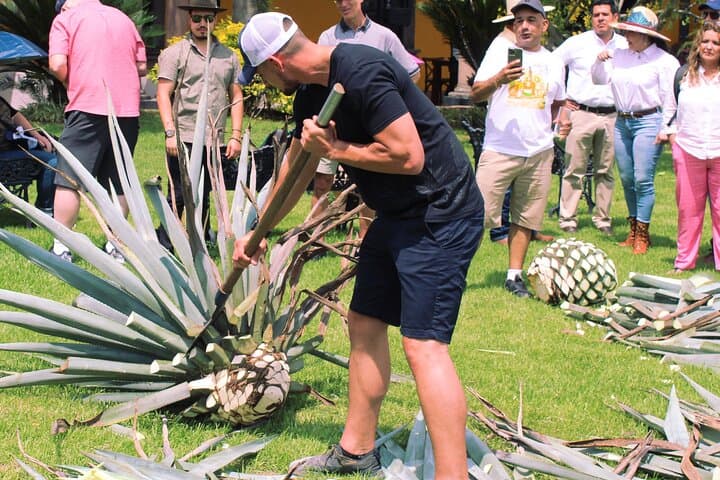 Day Tour to Tequila & Cava de Oro: Agave Fields, Tastings, and Extreme Swing