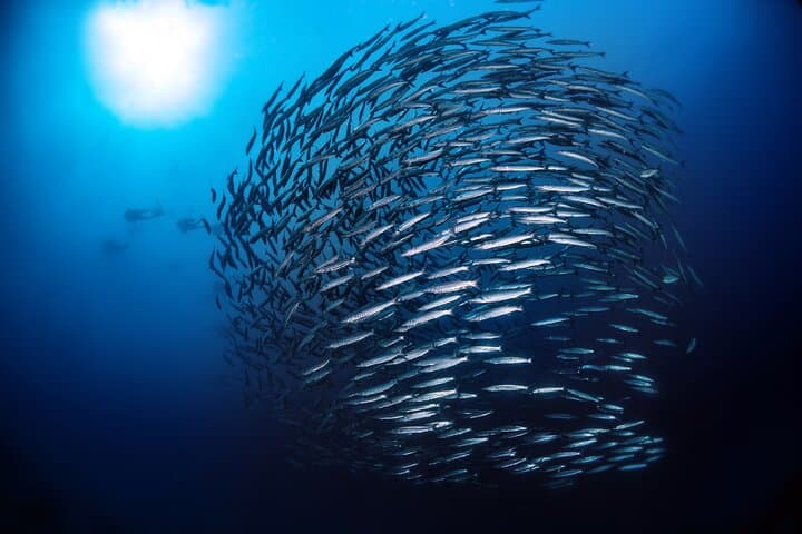 Double Dive Elba Island: Two-Tank Scuba Excursion in the Tuscan Archipelago