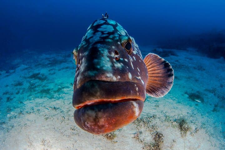 Double Dive Elba Island: Two-Tank Scuba Excursion in the Tuscan Archipelago photo 2