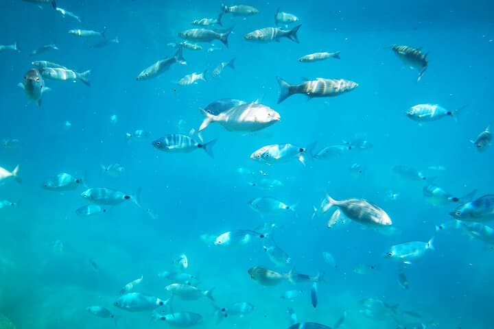 Semi-Submarine Tour to Isola Bella — 1-Hour Marine Reserve Cruise photo 3