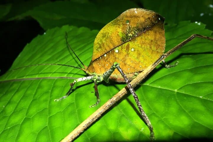 Monteverde Night Walk: Explore Cloud Forest Wildlife After Dark photo 2