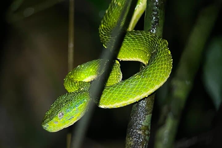 Monteverde Night Walk: Explore Cloud Forest Wildlife After Dark photo 3