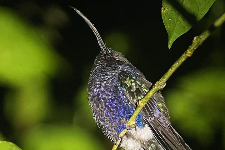 Monteverde Night Walk: Explore Cloud Forest Wildlife After Dark photo 4