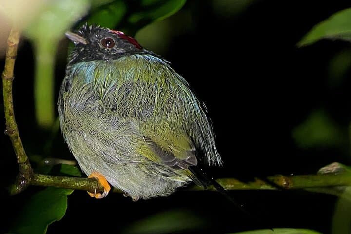 Monteverde Night Walk: Explore Cloud Forest Wildlife After Dark photo 5