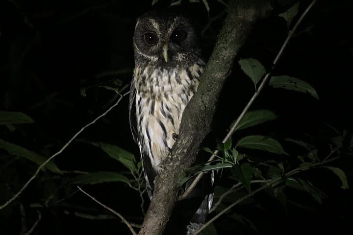 Monteverde Night Walk: Explore Cloud Forest Wildlife After Dark photo 6