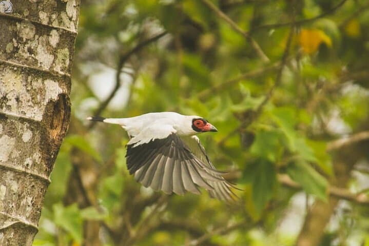 Monteverde Quetzal & Cloud-Forest Birdwatching Tour — 3-Hour Guided Experience photo 2