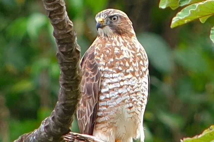 Monteverde Quetzal & Cloud-Forest Birdwatching Tour — 3-Hour Guided Experience photo 3