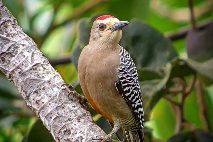 Monteverde Quetzal & Cloud-Forest Birdwatching Tour — 3-Hour Guided Experience photo 4