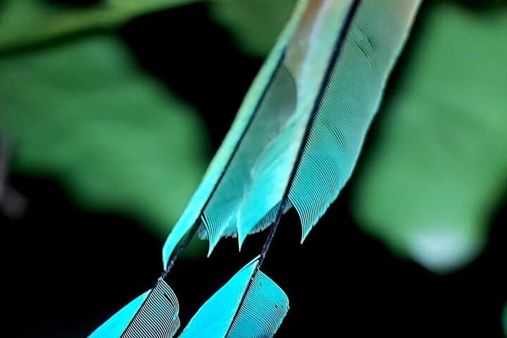 Monteverde Quetzal & Cloud-Forest Birdwatching Tour — 3-Hour Guided Experience photo 6