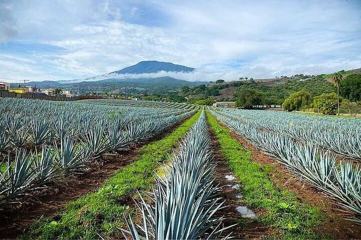 Private One-Day Tequila Tour: La Fortaleza Distillery & Agave Fields photo 2