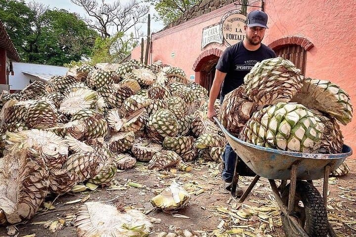 Private One-Day Tequila Tour: La Fortaleza Distillery & Agave Fields photo 4
