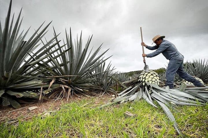 Private One-Day Tequila Tour: La Fortaleza Distillery & Agave Fields photo 6