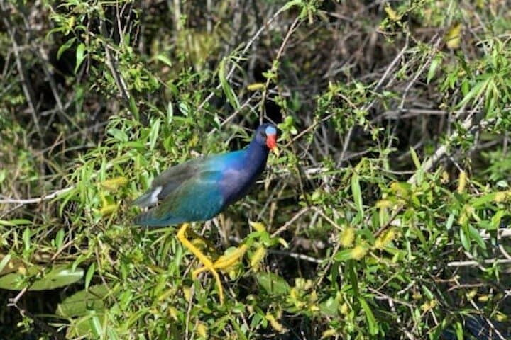 60-Minute Everglades Airboat Ride from Miami — Small-Group Wetlands Adventure photo 4