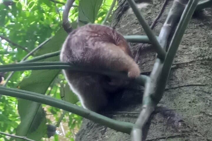 Gandoca-Manzanillo Tropical Hike: Coastal Jungle, Monkeys & Sloth Spotting photo 6
