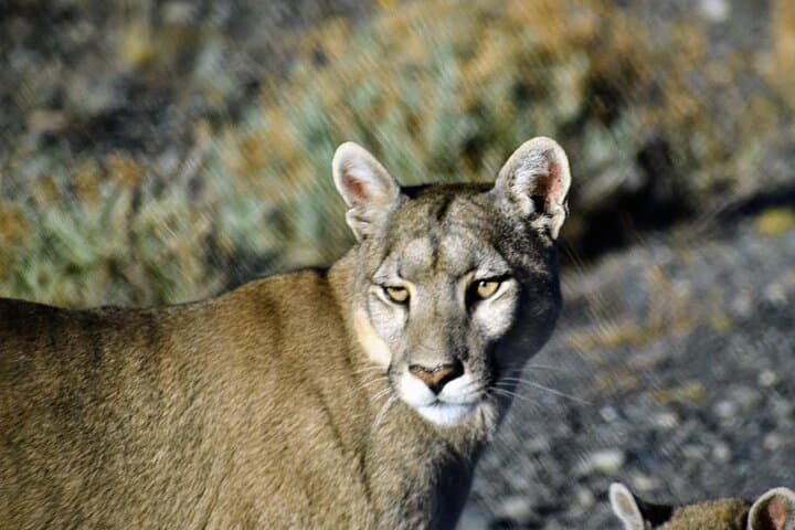 Private Full-Day Torres del Paine & Milodon Cave Tour from Punta Arenas photo 4