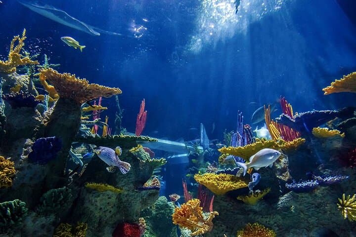 Private Day Tour: Guadalajara Museums & Michin Aquarium photo 6