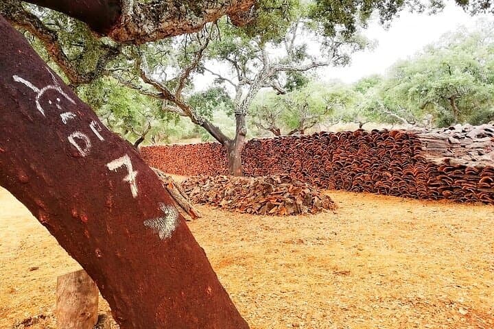 Walk the Alentejo Cork Forests: 2-Hour Guided Cork Farm Walk from Redondo
