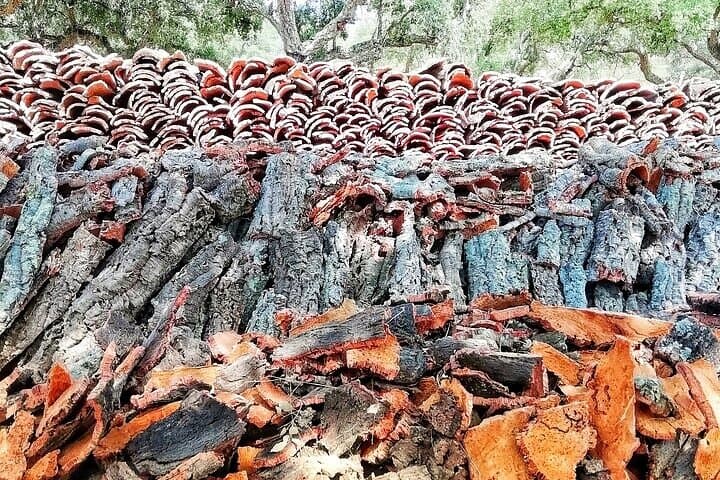 Jeep Cork Forest Tour Near Setúbal: Wine Tasting and Traditional Lunch photo 5